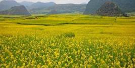 Vegetatio and Crop Monitoring
